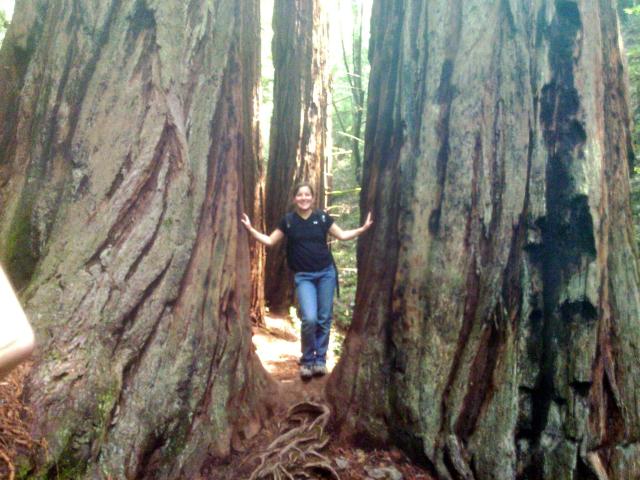 Claire passes between two giant redwood trees